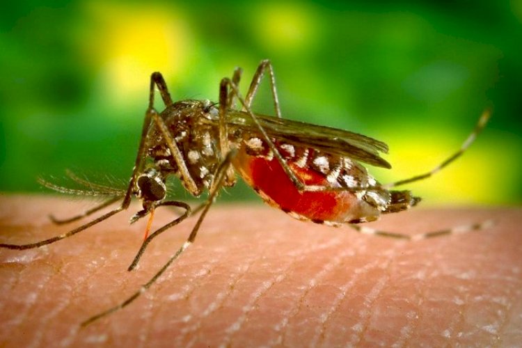 बदलते मौसम में डेंगू-मलेरिया से रहें सतर्क।  