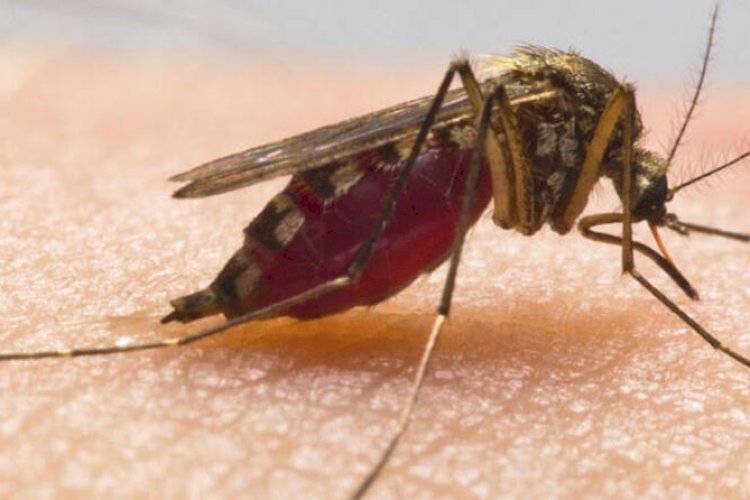 डेंगू बुखार: कारण एवं निवारण
