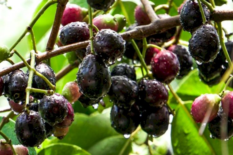 जामुन: स्वास्थ्य और सौंदर्य का औषधीय फल