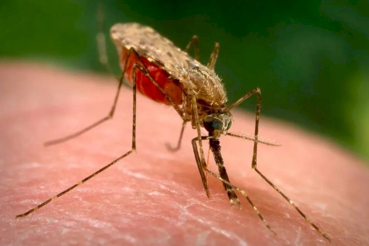 आईसीएमआर उत्तर प्रदेश में मलेरिया के मच्छरों पर रिसर्च करके विकसित करेगा नई दवाएं