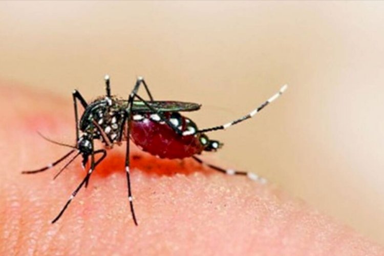पटना में नहीं थम रहा डेंगू का कहर, 24 घंटे में मिले 60 नये मरीज