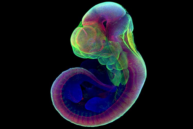 एक दशक तक चले शोध के बाद आए चमत्कारी परिणाम, कृत्रिम भ्रूण में पहली बार बना दिमाग और धड़का दिल