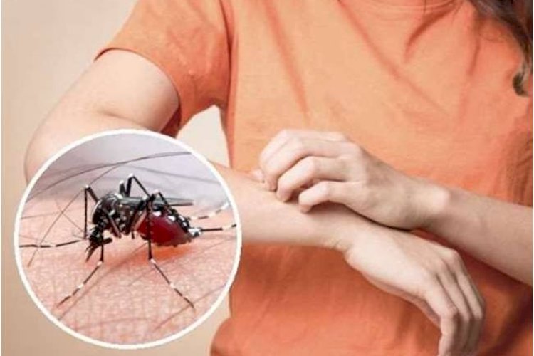 लखनऊ में आज 40 लोगों की डेंगू रिपोर्ट आई पॉजिटिव