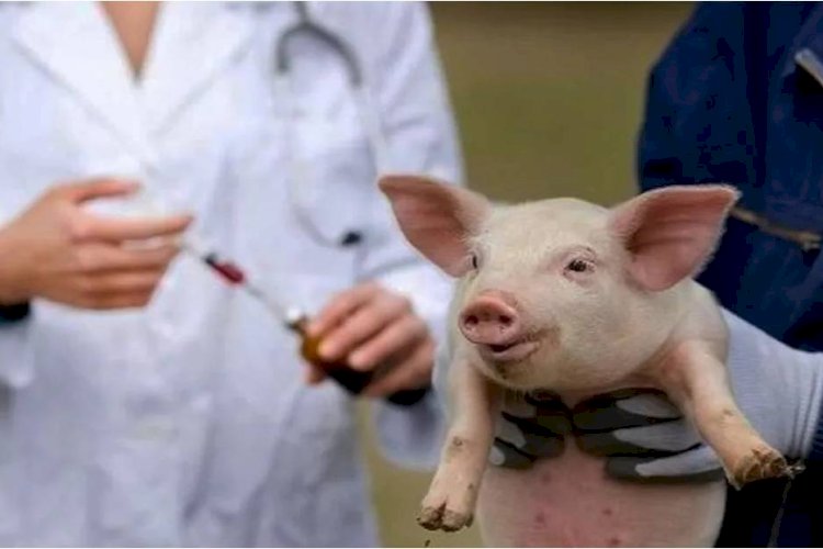 सुअरों में पाया गया अफ्रीकन स्वाइन फ्लू, स्वास्थ्य विभाग अलर्ट