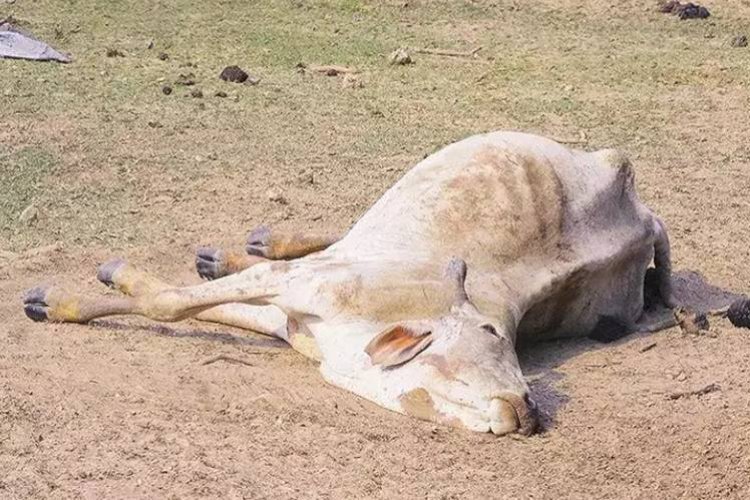 कैमूर में लंपी वायरस से 2 गायों की मौत