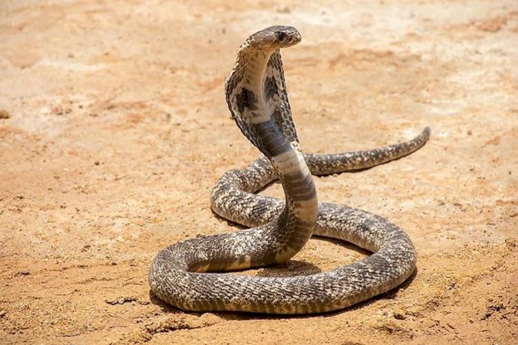 वैज्ञानिकों ने कोबरा सर्प के विष की विषैली क्रियाविधि के तंत्र का पता लगाया 