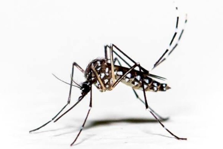 इंडोनेशिया ने ईज़ाद किया डेंगू से लड़ने वाला मच्छर।