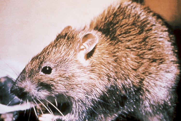 कैलिफोर्निया में प्लेग फैलने की आंशका पर चूहों को ज़हर से मारने का निर्णय।