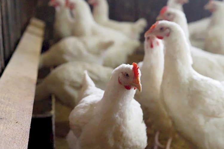 महाराष्ट्र में बर्ल्ड फ्लू की आशंका, 25 हजार से ज्यादा मुर्गियों को मारने के आदेश