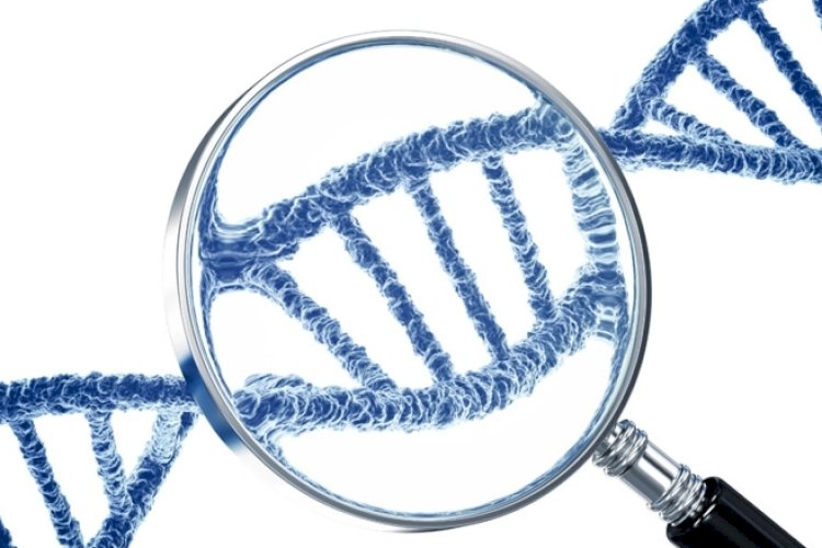 डीएनए सीक्वेंसिंग से एक लाख साल पुरानी वंशावली बनाई गई