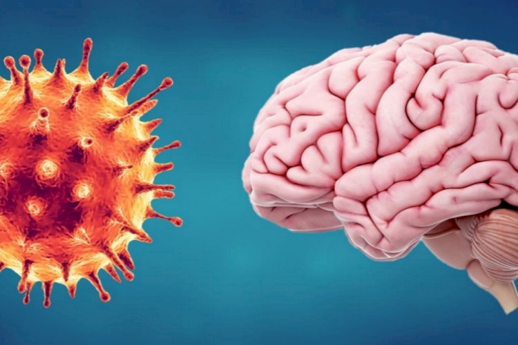 कोरोना वायरस फेफड़ों के साथ दिमाग़ पर भी डालता है गम्भीर असर: शोध
