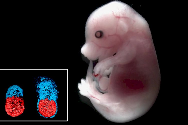 इस्राइल के वैज्ञानिकों ने विकसित किया दुनिया का पहला कृत्रिम भ्रूण, प्राकृतिक भ्रूण से 95 फीसदी समान