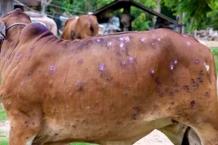 यूपी में भयानक रूप ले रहा लंपी वायरस , 21 जिलों में 12000 से अधिक पशु बीमारी की चपेट में