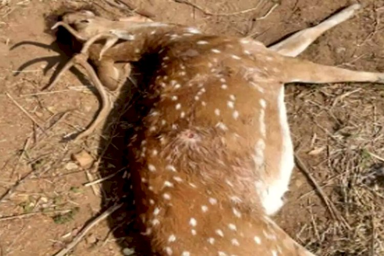 प्रदेश में लंपी वायरस से 25 हिरणों की मौत