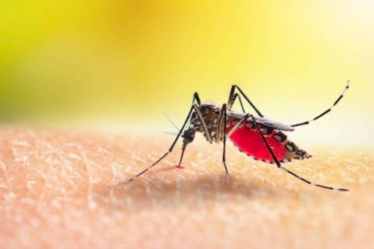 वाराणसी में डेंगू ने किया बेहाल, 29 पुलिसकर्मी पीड़ित
