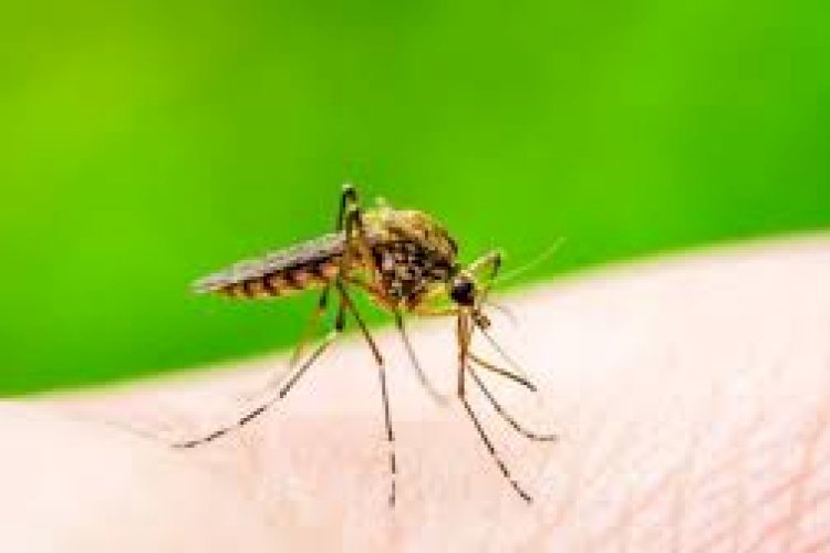 कानपुर में डेंगू के रिकॉर्ड 42 संक्रमित मिले