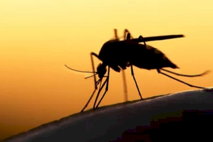 रायबरेली में डेंगू से अब तक 160 के पार लोग संक्रमित