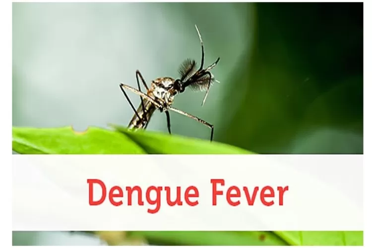 दिल्ली में तेजी से फैल रहा डेंगू